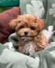 Additional photos: Maltipoo puppies raised in a family home