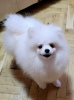 Photo №2 to announcement № 122092 for the sale of pomeranian - buy in Serbia 