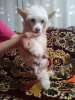 Photo №3. Sale of KHS puppies. Russian Federation