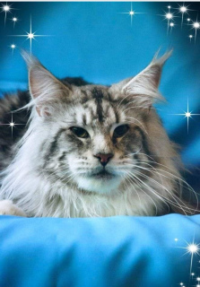 Photo №4. I will sell maine coon in the city of Самара.  - price - Negotiated