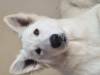 Photo №1. berger blanc suisse - for sale in the city of New York | 2445$ | Announcement № 10513