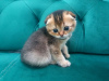 Photo №1. scottish fold - for sale in the city of Pforzheim | 406$ | Announcement № 90474