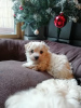 Photo №3. Pedigree Maltese Puppies for Adoption. Netherlands