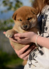 Photo №4. I will sell shiba inu in the city of Minsk. from nursery - price - negotiated