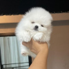 Photo №2 to announcement № 111697 for the sale of pomeranian - buy in Russian Federation private announcement