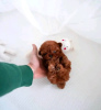 Photo №3. Cute Toy poodle. United States