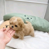 Photo №2 to announcement № 116772 for the sale of poodle (toy) - buy in Finland 