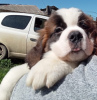 Photo №4. I will sell st. bernard in the city of Tomsk. breeder - price - 1200$