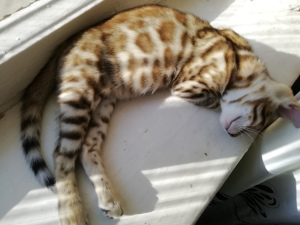Additional photos: Cool Bengal Kittens