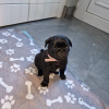 Photo №2 to announcement № 90371 for the sale of puggle - buy in Germany private announcement