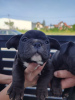 Photo №1. french bulldog - for sale in the city of Москва | negotiated | Announcement № 20038