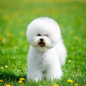Photo №2 to announcement № 1180 for the sale of bichon frise - buy in Belarus 