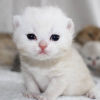 Photo №3. Scottish kittens. Kazakhstan