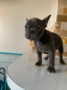 Photo №2 to announcement № 123863 for the sale of french bulldog - buy in Netherlands private announcement, breeder