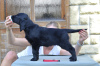 Photo №2 to announcement № 67691 for the sale of flat-coated retriever - buy in Finland private announcement, breeder