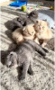 Photo №1. scottish fold - for sale in the city of Wels | Is free | Announcement № 96744