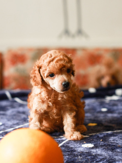 Photo №1. poodle (toy) - for sale in the city of Krasnodar | 451$ | Announcement № 6044