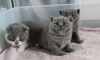 Photo №1. british shorthair - for sale in the city of Даллас | 250$ | Announcement № 96864