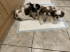 Photo №1. non-pedigree dogs - for sale in the city of Schöneiche | 317$ | Announcement № 90353