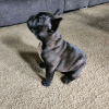 Photo №1. french bulldog - for sale in the city of Chemnitz | 280$ | Announcement № 119335