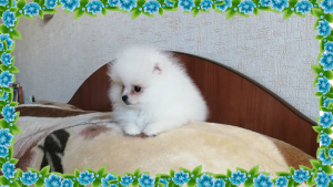 Additional photos: Mini Pomeranian Spitz RKF.