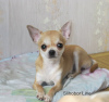 Photo №2 to announcement № 5522 for the sale of chihuahua - buy in Russian Federation private announcement, breeder