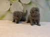 Photo №1. scottish fold - for sale in the city of Гамбург | 317$ | Announcement № 82109