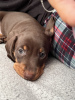 Photo №2 to announcement № 103825 for the sale of dachshund - buy in United States private announcement