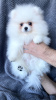 Additional photos: Puppies for sale Pomeranian puppies