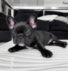 Photo №3. Female French Bulldog Puppy for sale. United States