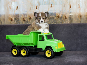 Photo №2 to announcement № 3787 for the sale of welsh corgi - buy in Ukraine from nursery