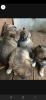 Photo №3. Wolfdog puppies for sale. Russian Federation