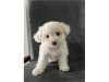 Photo №1. maltese dog - for sale in the city of Франкенберг | 425$ | Announcement № 99127