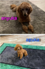 Photo №4. I will sell poodle (dwarf) in the city of Nagykőrös. breeder - price - 634$