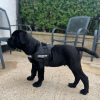 Photo №4. I will sell cane corso in the city of Munich. breeder - price - negotiated