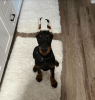 Photo №1. dobermann - for sale in the city of San Diego | 700$ | Announcement № 106180