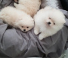 Photo №4. I will sell pomeranian in the city of Munich. private announcement, breeder - price - 423$