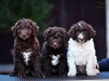 Photo №1. spanish water dog - for sale in the city of Belgrade | negotiated | Announcement № 86358