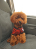 Photo №1. poodle (toy) - for sale in the city of Khmelnitsky | 845$ | Announcement № 53069