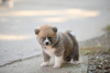 Photo №3. Akita Inu puppies. Serbia