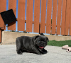 Photo №1. french bulldog - for sale in the city of Nereta | negotiated | Announcement № 111606