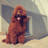 Additional photos: Red Miniature Poodle puppies