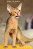 Photo №3. Abyssinian kitten-girl from the cattery with documents. Russian Federation