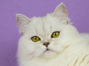 Photo №3. Scottish silver furry cat. Russian Federation