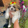 Photo №1. shih tzu - for sale in the city of Erottaja | 402$ | Announcement № 84235