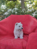 Photo №4. I will sell west highland white terrier in the city of Krapkowice. breeder - price - 2642$