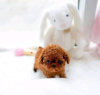 Photo №2 to announcement № 120139 for the sale of poodle (toy) - buy in Finland private announcement, breeder