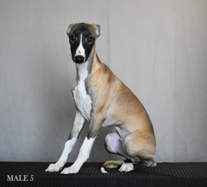 Photo №1. whippet - for sale in the city of Yeisk | 637$ | Announcement № 6101