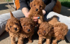 Photo №1. poodle (toy) - for sale in the city of Rosenheim | Is free | Announcement № 127277