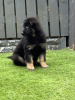 Photo №1. german shepherd - for sale in the city of Rovaniemi | 338$ | Announcement № 123487